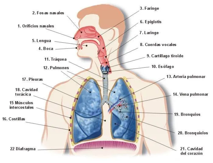 Sistema-Respiratorio.jpg