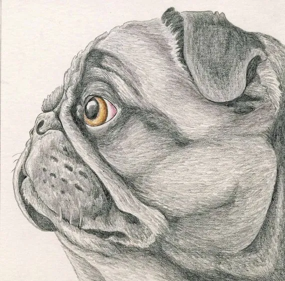 Dibujos de perros rottweiler con lapiz - Imagui