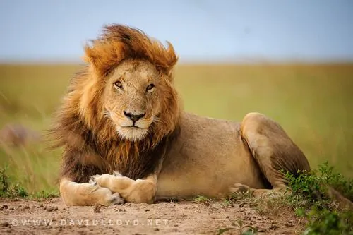 Impresionantes fotos de leones - Imagui