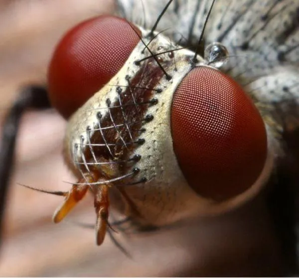 Impresionantes imágenes hd de insectos - Paperblog