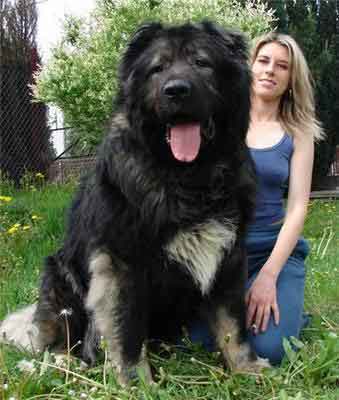 DESCUBRE LOS PERROS MAS GRANDES DEL MUNDO - El blog de JONATHAN ISMAEL ... DESCUBRE LOS PERROS MAS GRANDES DEL MUNDO - El blog de JONATHAN ISMAEL ...
