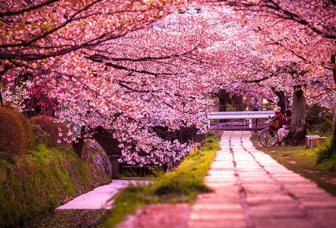 Impresionantes paisajes de primavera en Japón. | Quiero más diseño Impresionantes paisajes de primavera en Japón. | Quiero más diseño