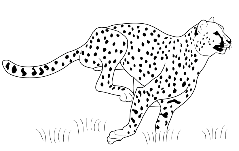 Imprimible Cheetah Running Coloring Pages - Cheetah Coloring Pages -  Páginas para colorear para niños y adultos