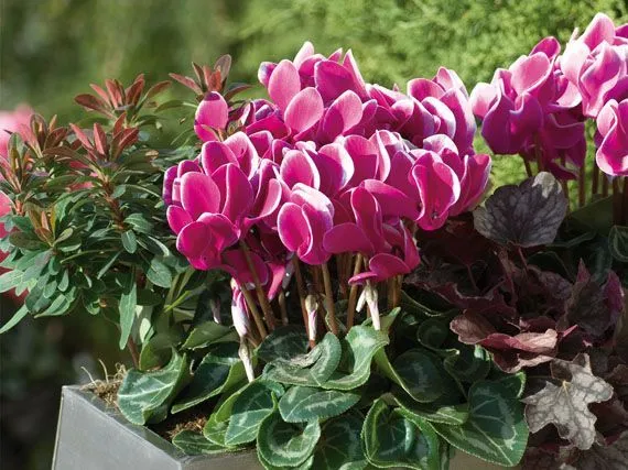 imprimir enviar flores de invierno colores para parar el frio imprimir enviar flores de invierno colores para parar el frio