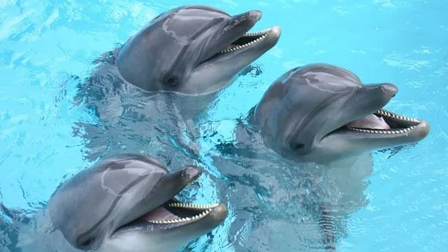 Impulsan ley para erradicar cautiverio de los delfines en el Perú ...