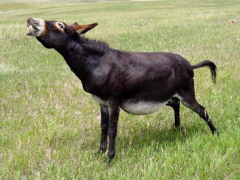 Iñaki Anasagasti: DEUDAS Y BURROS. UNA EXCELENTE EXPLICACIÓN A ... Iñaki Anasagasti: DEUDAS Y BURROS. UNA EXCELENTE EXPLICACIÓN A ...