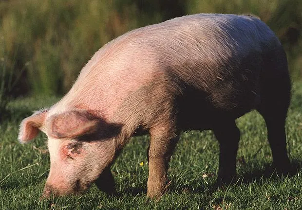 Increíble!: Chancho se salvó de disparos por su cuero | Curiosidades