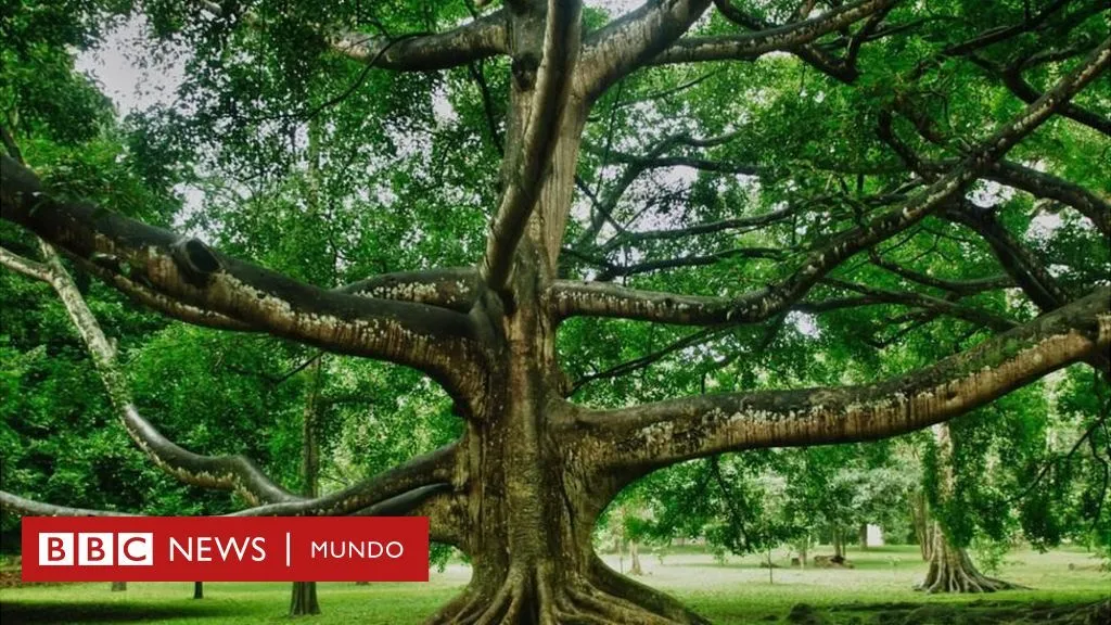 La increíble historia del árbol que más ha influido en la historia de la  humanidad - BBC News Mundo