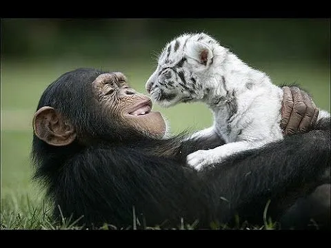 Increible! Mono cuidado y adopta tigres bebes! - YouTube