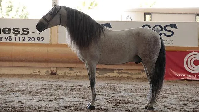 Así es «Indio», el caballo considerado como el más bello de Europa ...