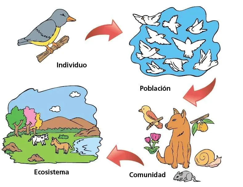 Qué es un individuo, comunidad, población y ecosistema - Escolar - ABC Color