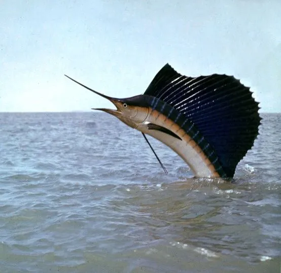 Indo-Pacific-sailfish- ...