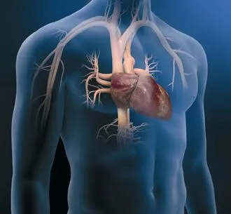 Inf Salud - Tu Blog de Salud: Imágenes del corazón humano Inf Salud - Tu Blog de Salud: Imágenes del corazón humano