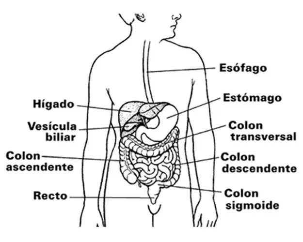 Estructura del aparato digestivo para colorear - Imagui