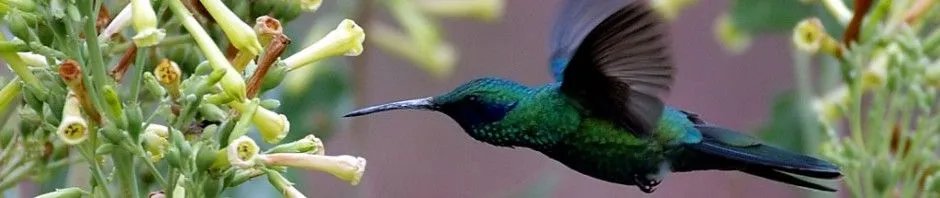 Información sobre los colibríes » COLIBRIPEDIA