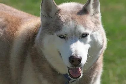 Información sobre el Husky Siberiano blanco | eHow en Español