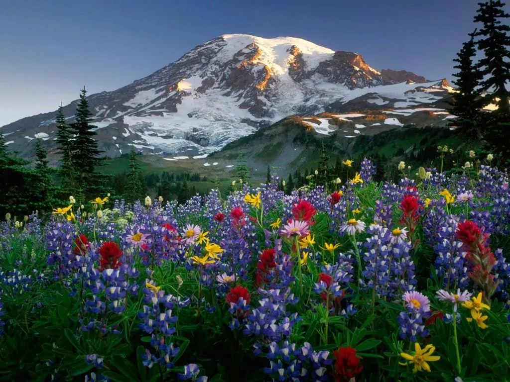 Todo informacion: Paisajes llenos de plantas hermosas