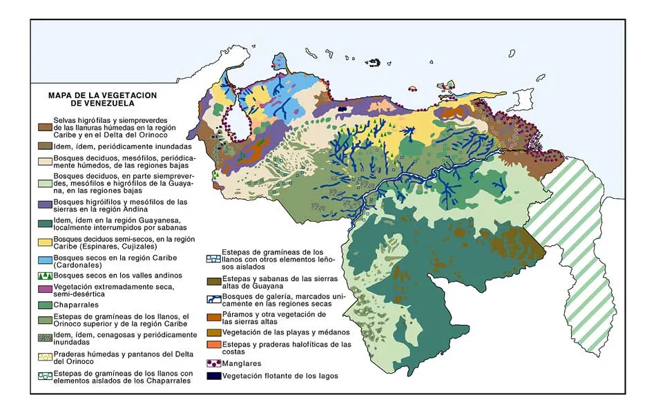 Encuentra aquí información de Regiones Forestales de Venezuela para tu  escuela ¡Entra ya! | Rincón del Vago