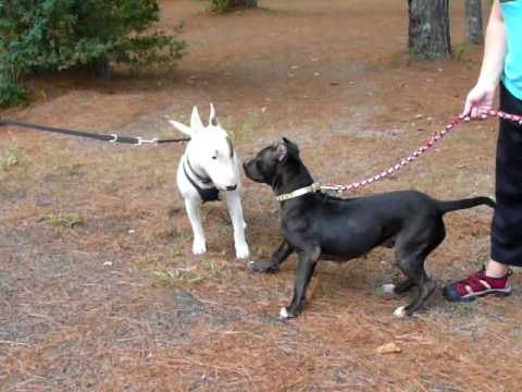 Inky Pit Bull Meets a Bull Terrier - YouTube