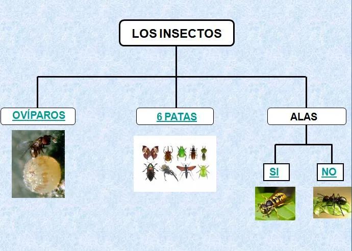 insectos | Blog de 1º de E.P. Colegio Vedruna (Pamplona)
