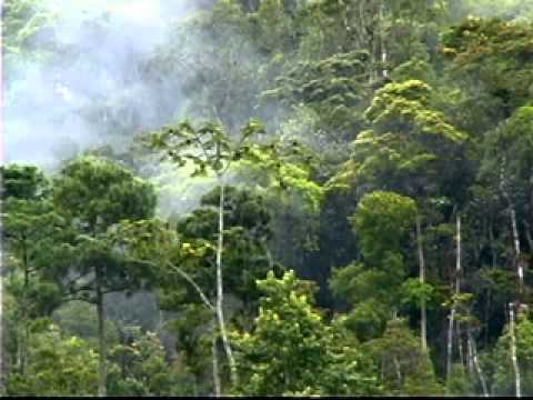 Los Insectos en los Bosques Humedos - YouTube