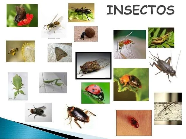 Insectos conferencia Celia a.
