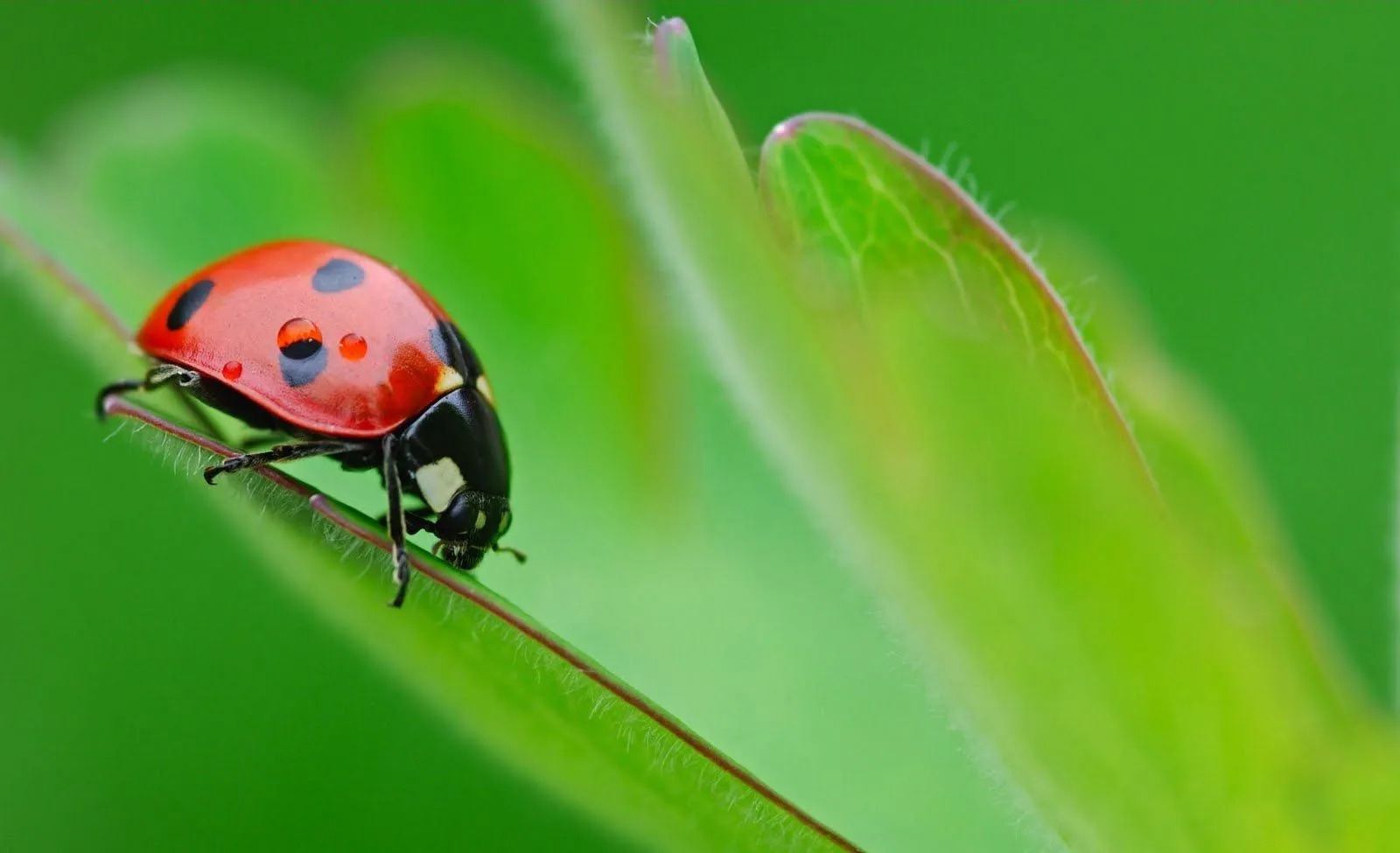 Los insectos de mi jardín VI (10 imágenes de uso libre) Los insectos de mi jardín VI (10 imágenes de uso libre)
