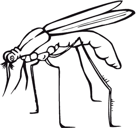 Dibujos de insectos para imprimir - Imagui
