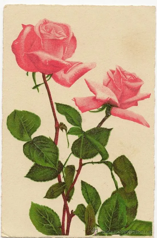 Interesante postal: bonitas de rosas rosas (Postales - Estilo) Interesante postal: bonitas de rosas rosas (Postales - Estilo)