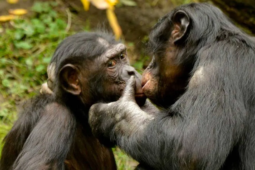 Día Internacional del beso: 4 animales que demuestran su amor también  besándose | Revista Cromos