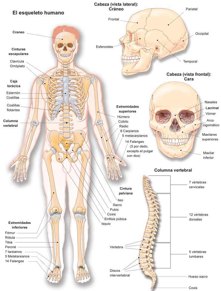 Dia Internacional del Hombre: Esqueleto humano