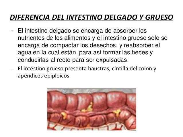 intestino-delgado-7-638.jpg?cb ...