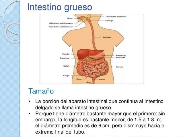 intestino-delgado-y-grueso-6- ...