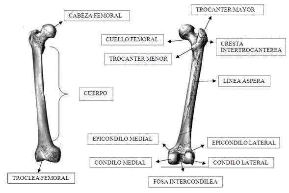 Introducción al estudio de la anatomía - Monografias.com