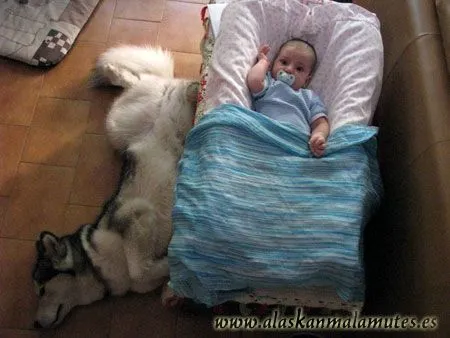 Cómo introducir un bebé en una casa con perros :: alaskanmalamutes.es