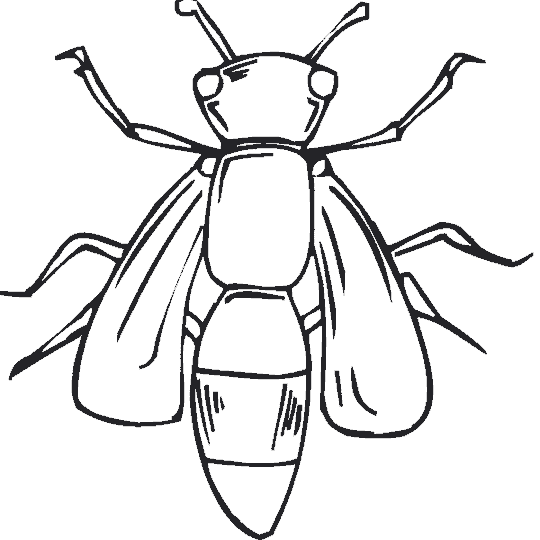 Dibujos para colorear de Insectos