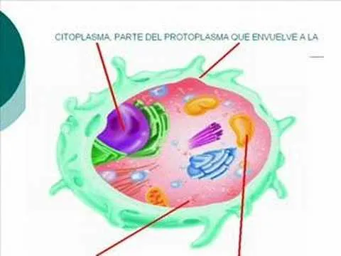 Celula explicacion para niños - Imagui