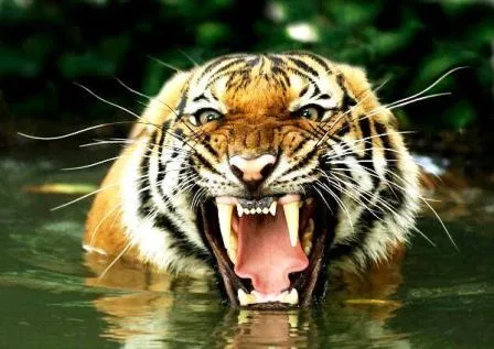 Investigaciones de tigres » TIGREPEDIA
