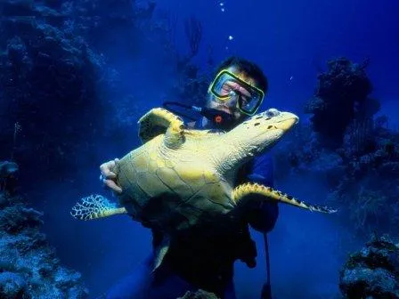 Investigaciones sobre las tortugas marinas » TORTUGAMARINAPEDIA