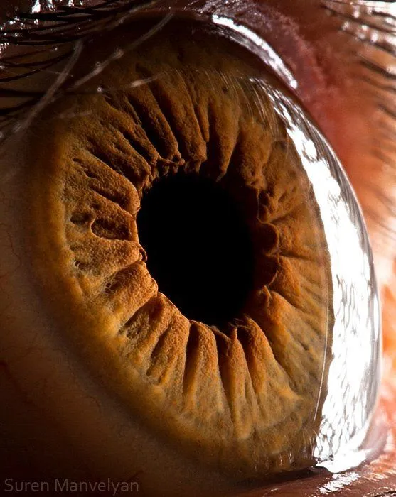 El iris humano como nunca lo habías visto (Fotos en HD) El iris humano como nunca lo habías visto (Fotos en HD)