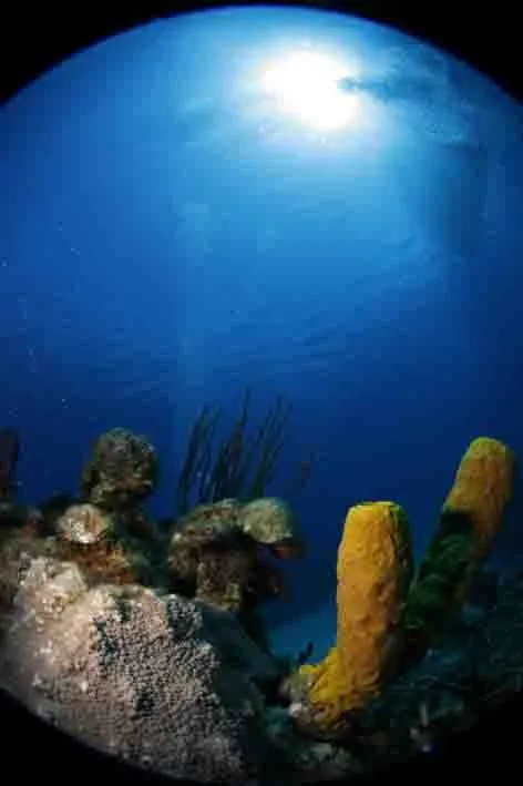 Isla de la Juventud: paisaje mágico para la fotografía submarina ...
