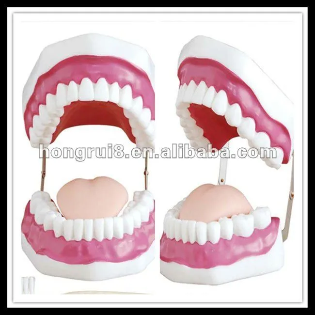 Iso cuidado Dental Model ( 28 dientes ), Modelo de los dientes de ...