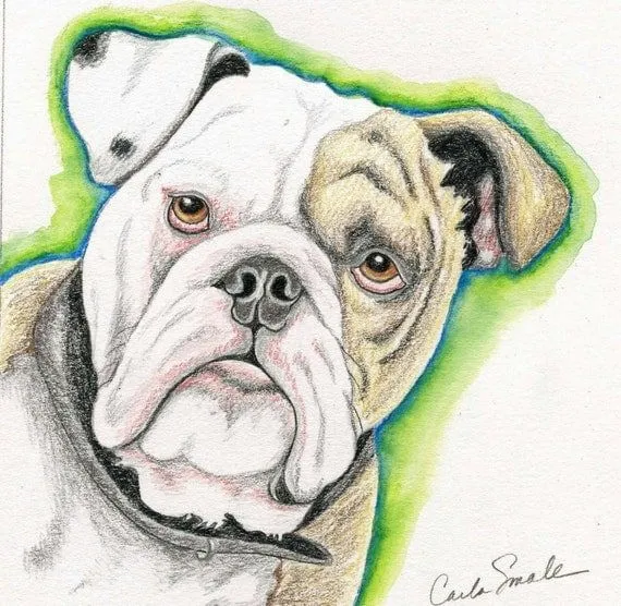 Items similar to Bulldog Inglés Original lápiz dibujo perro arte ...