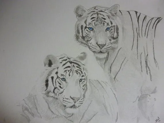 Items similar to Doble blanco Bengala tigres retrato lápiz dibujo ...