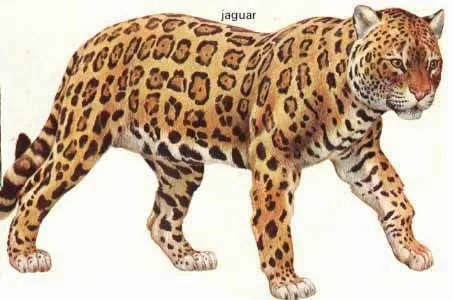 Jaguar animado - Imagui