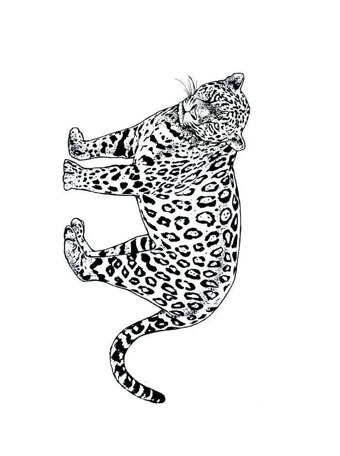 Jaguar Animal Dibujo