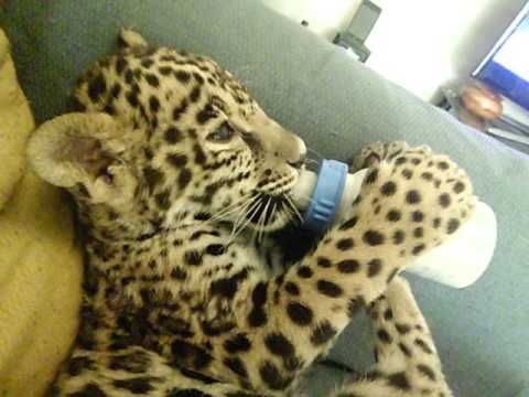 Jaguar bebe tomando mamila sola - YouTube