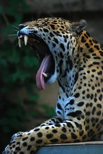 Jaguar (Panthera onca) - Animals - A-Z Animals - Animal Facts ...