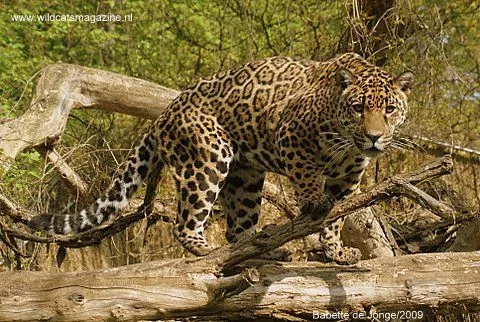 Jaguar (Panthera Onca) - Wild Cats Magazine