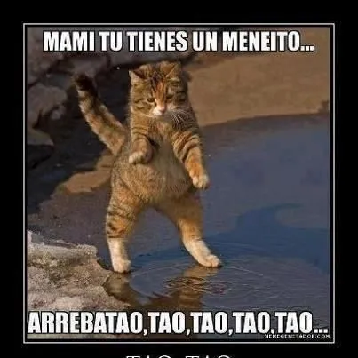 Jajajaj meneaito gato baile chistoso arrebatao | Frases! | Pinterest